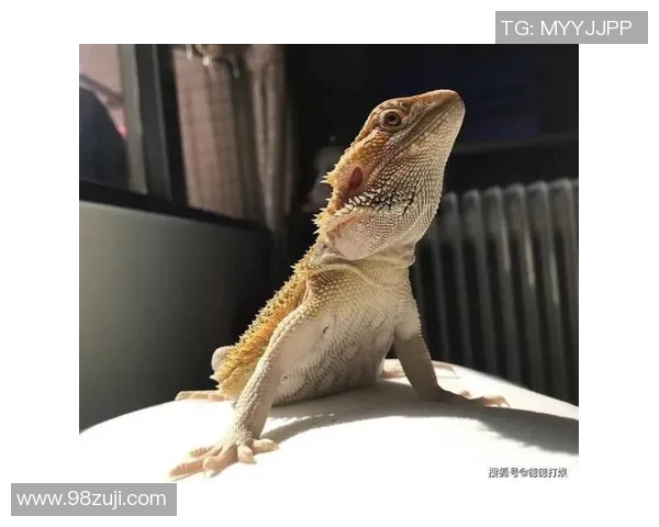 足球明星的宠物生活揭秘猫咪名字背后的故事与趣闻